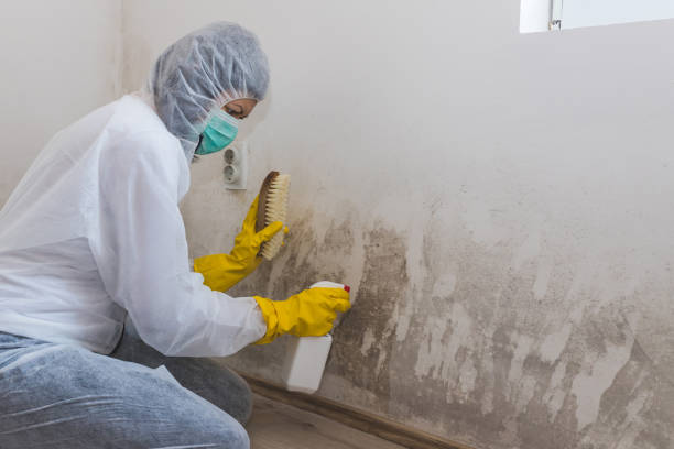 Best Basement Mold Removal  in USA